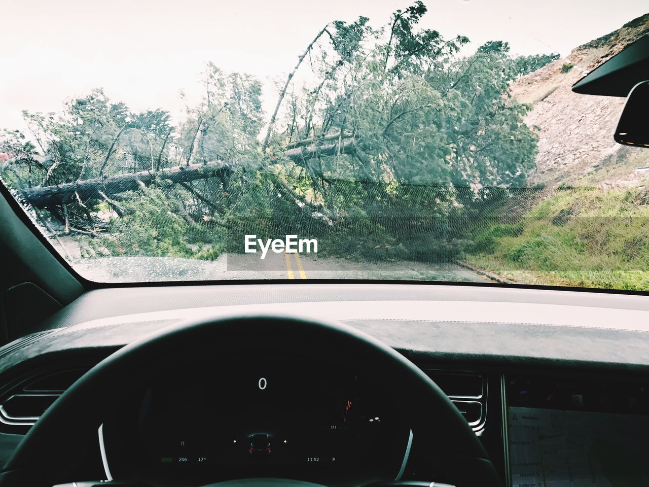 Fallen tree seen through windshield of car