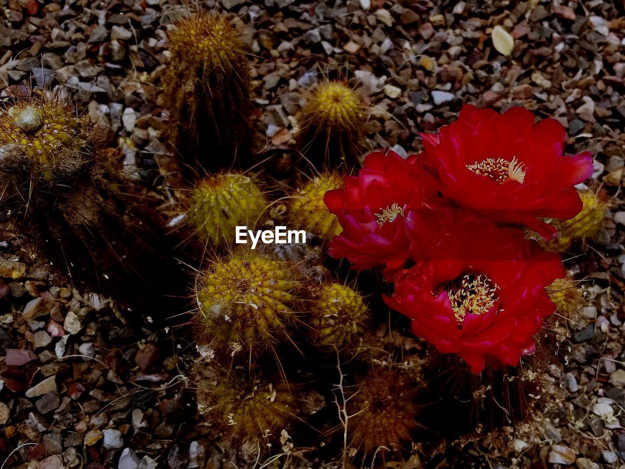 HIGH ANGLE VIEW OF RED FLOWER ON FIELD