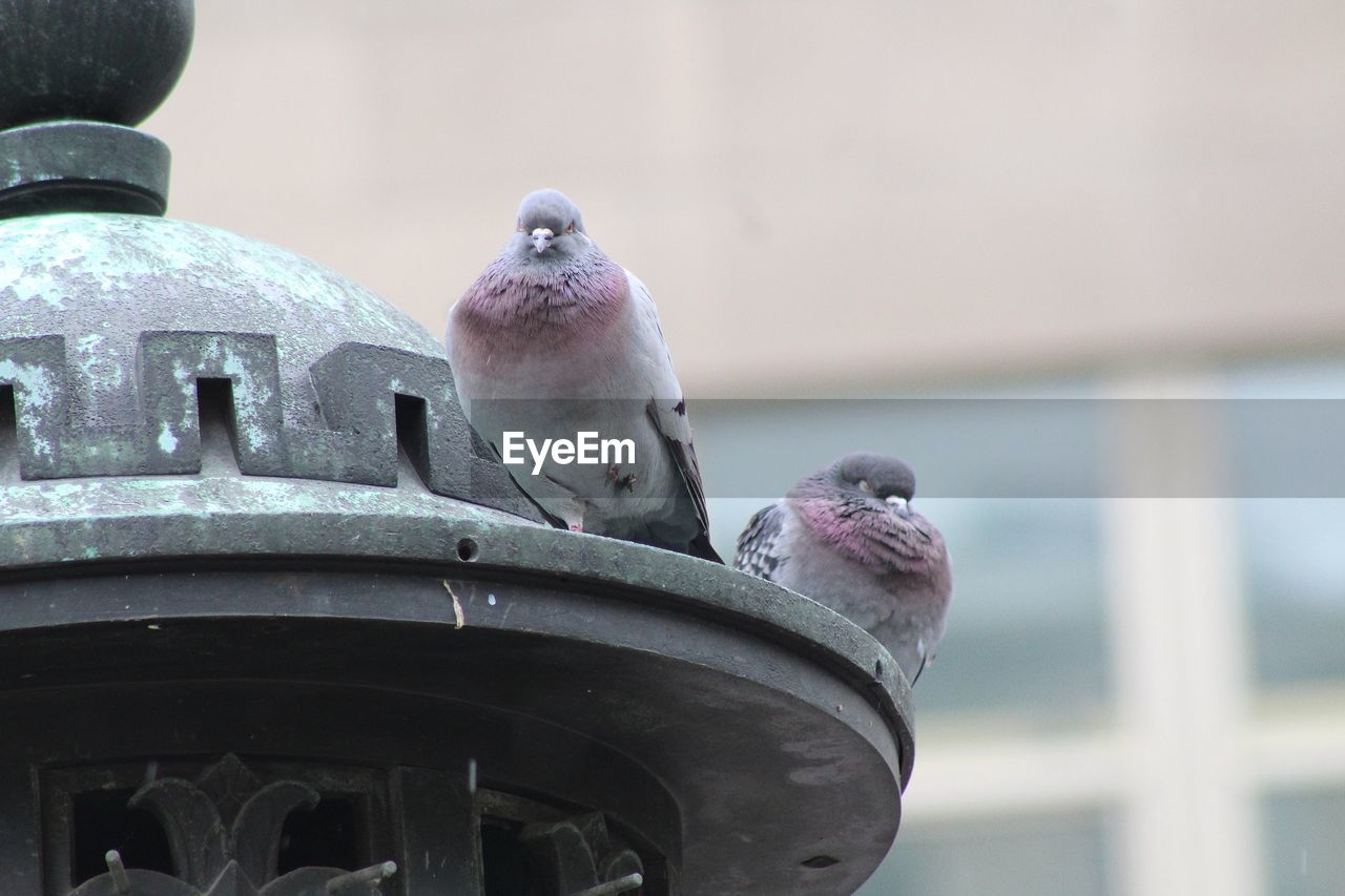 LOW ANGLE VIEW OF PIGEON PERCHING ON METAL