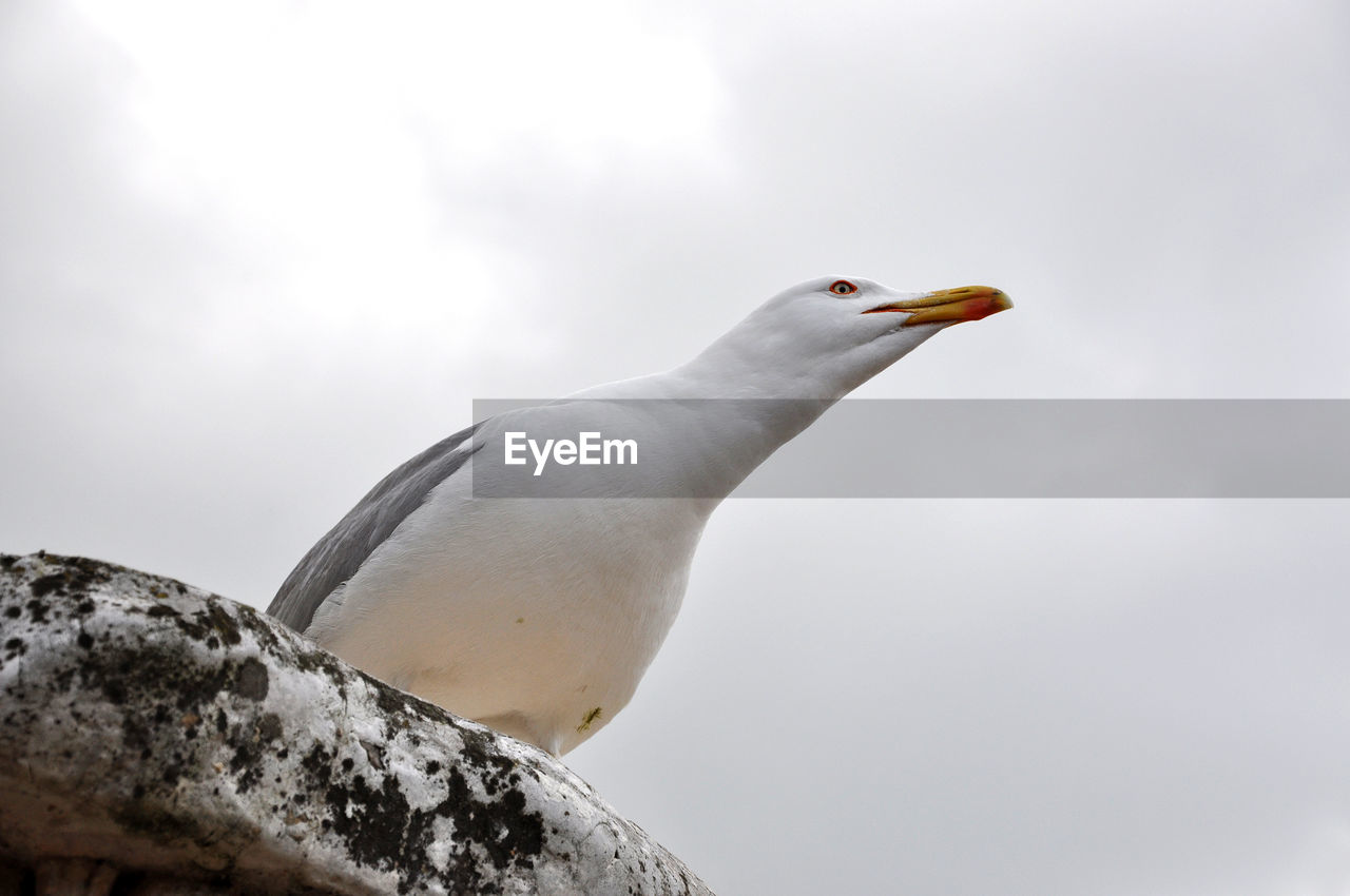 Portrait of a seagull against cloudy sky