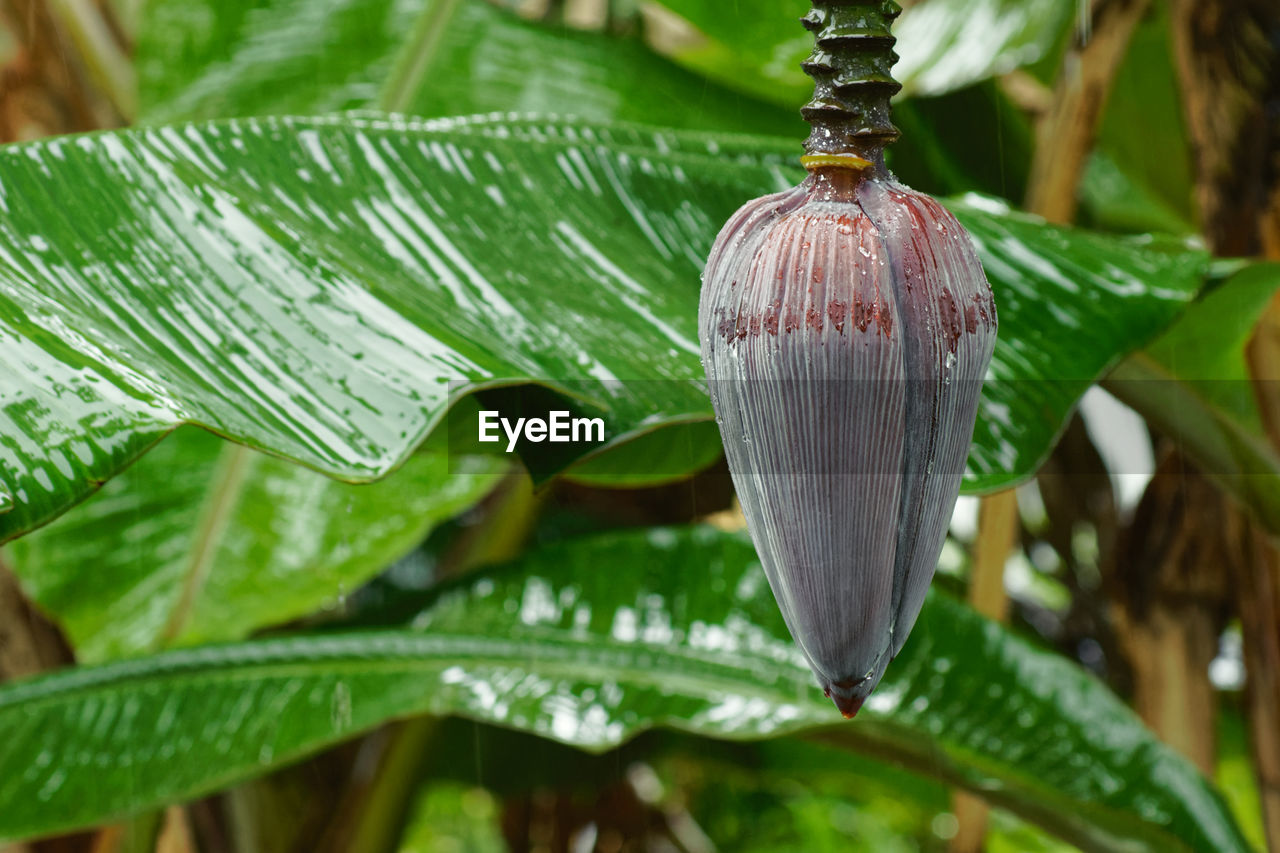 Strong tropical rain has fallen on the leaves and the large flower of a banana plant