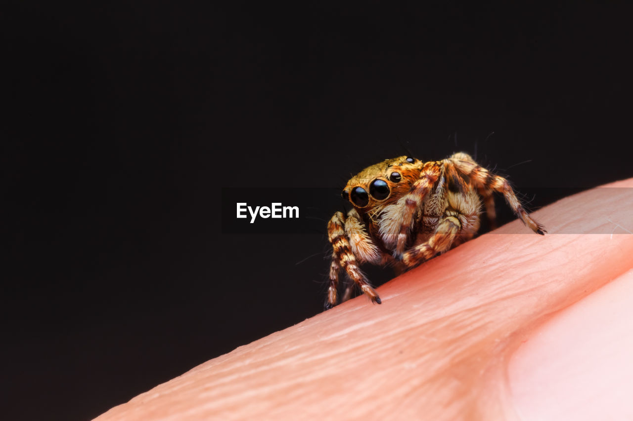 CLOSE-UP OF SPIDER ON HAND