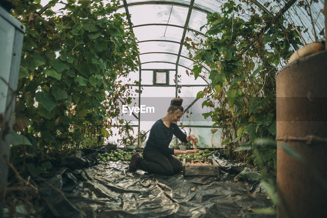 Woman putting cucumbers in crate at greenhouse