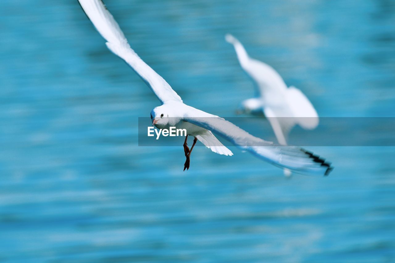 Seagulls flying over sea