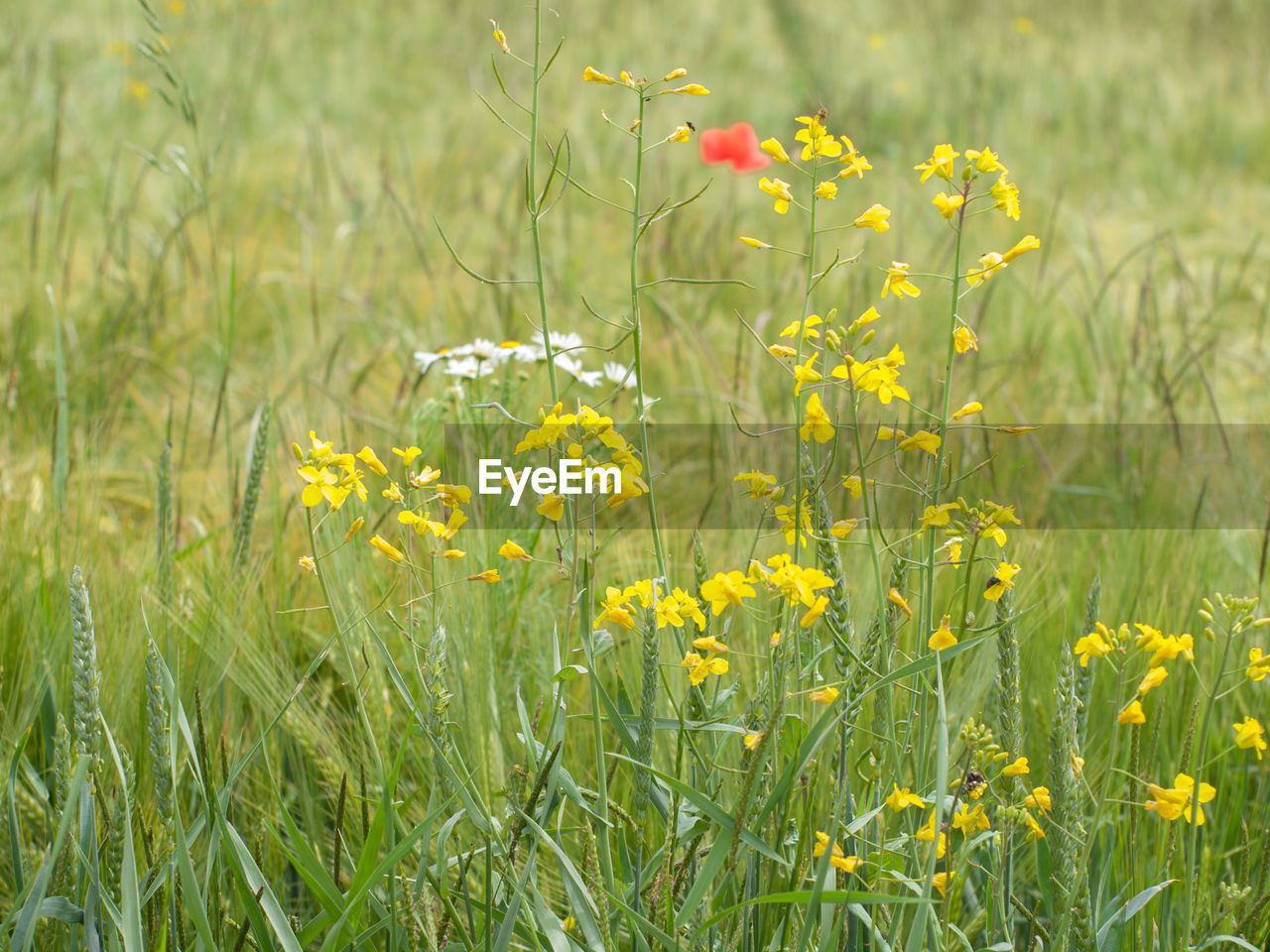 YELLOW FLOWERS ON FIELD