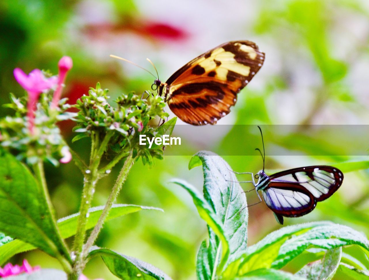 CLOSE-UP OF BUTTERFLY ON PLANT