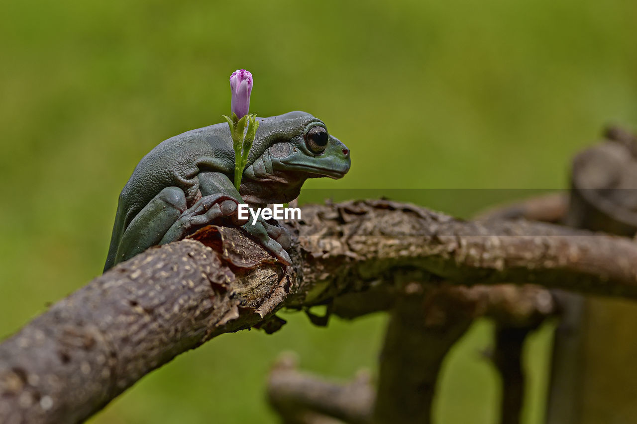 Close-up of green frog perching on branch