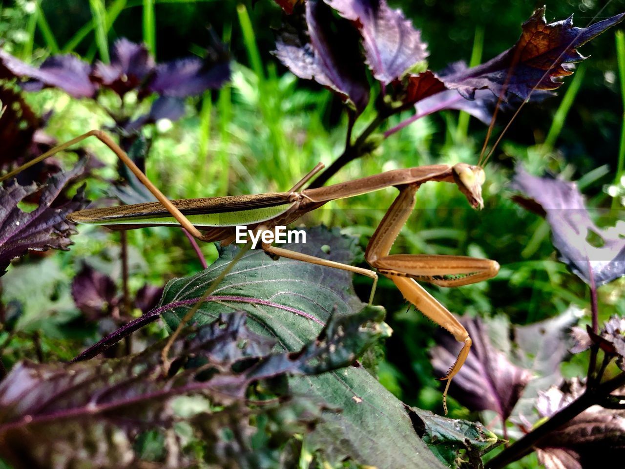 CLOSE-UP OF CATERPILLAR ON PLANT