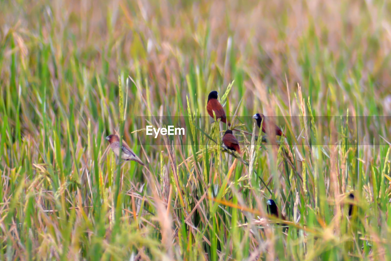 grass, animal wildlife, animal themes, animal, plant, wildlife, prairie, meadow, grassland, nature, flower, green, bird, no people, wetland, lawn, natural environment, one animal, field, selective focus, day, land, beauty in nature, outdoors, growth