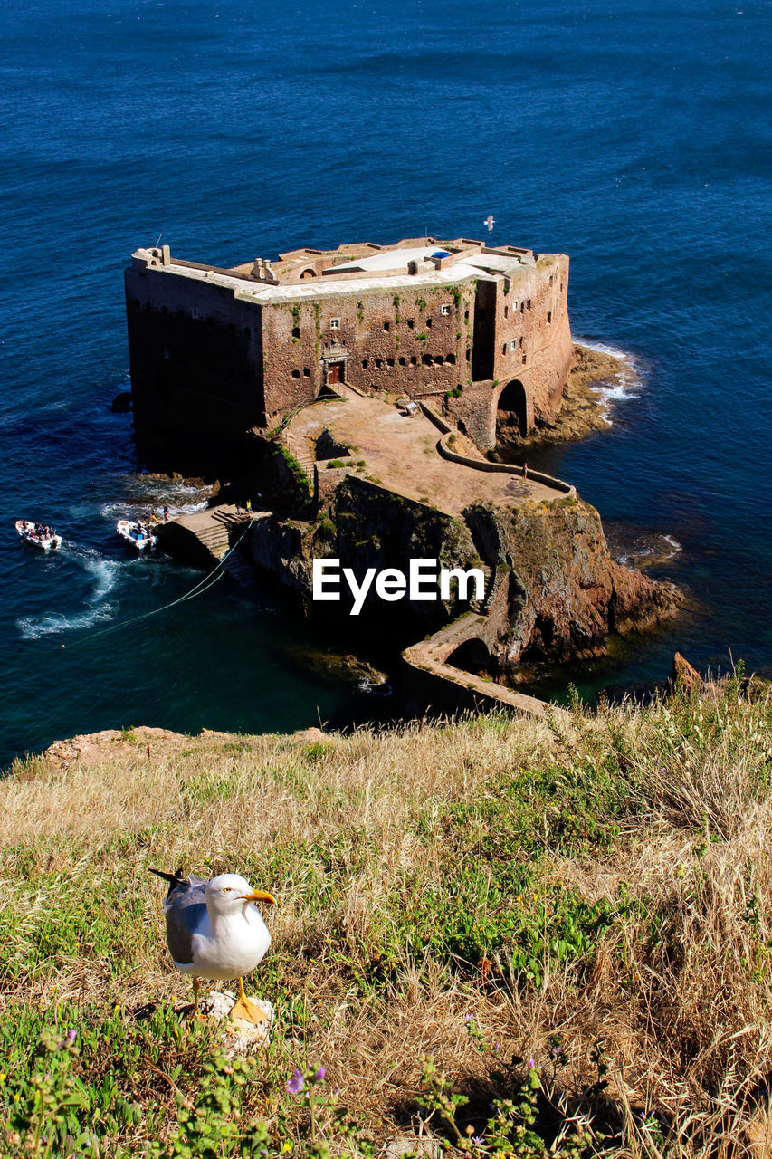 HIGH ANGLE VIEW OF SEAGULL ON SHORE