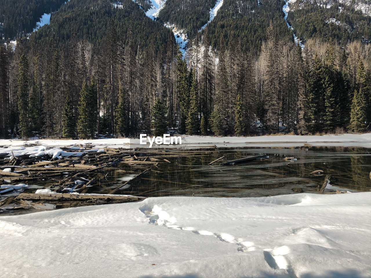 A view of snow covered lillooet lake with driftwoods floating on the surface of the lake.