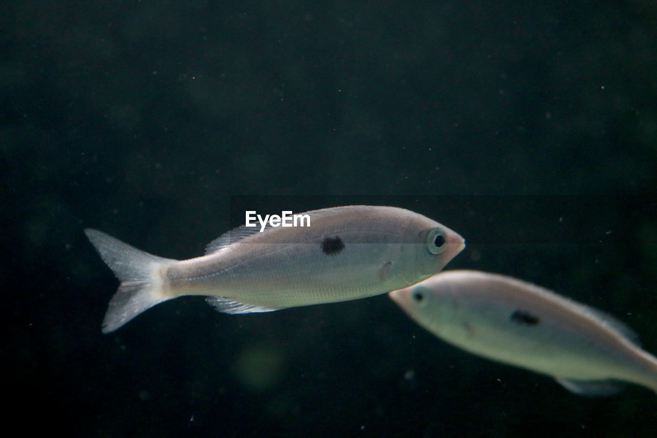 CLOSE-UP OF FISH IN WATER