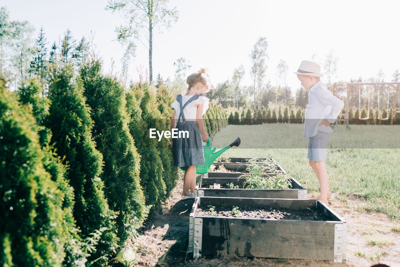 Siblings watering their fruit & vegetables in their garden in summer