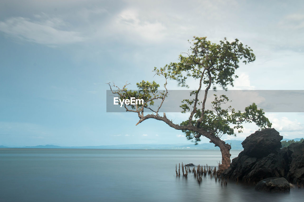 Scenic view of sea and tree against sky