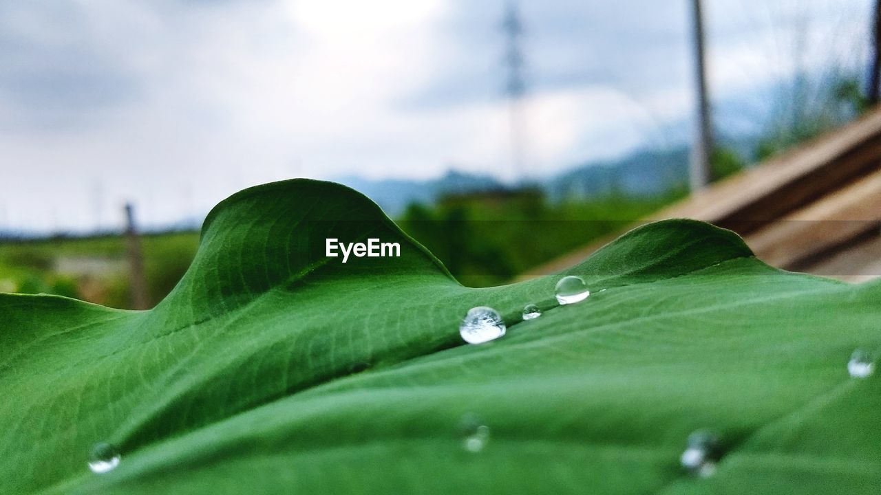 CLOSE-UP OF WATER DROPS ON GREEN LEAF