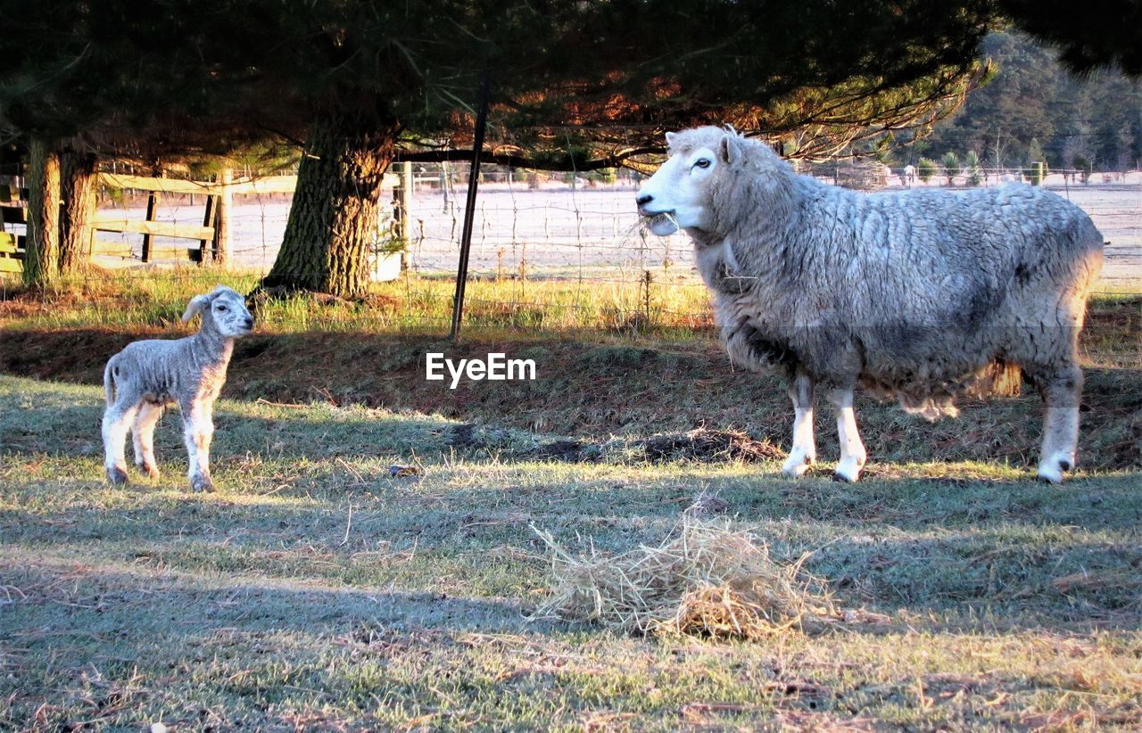 Sheep with lamb on field