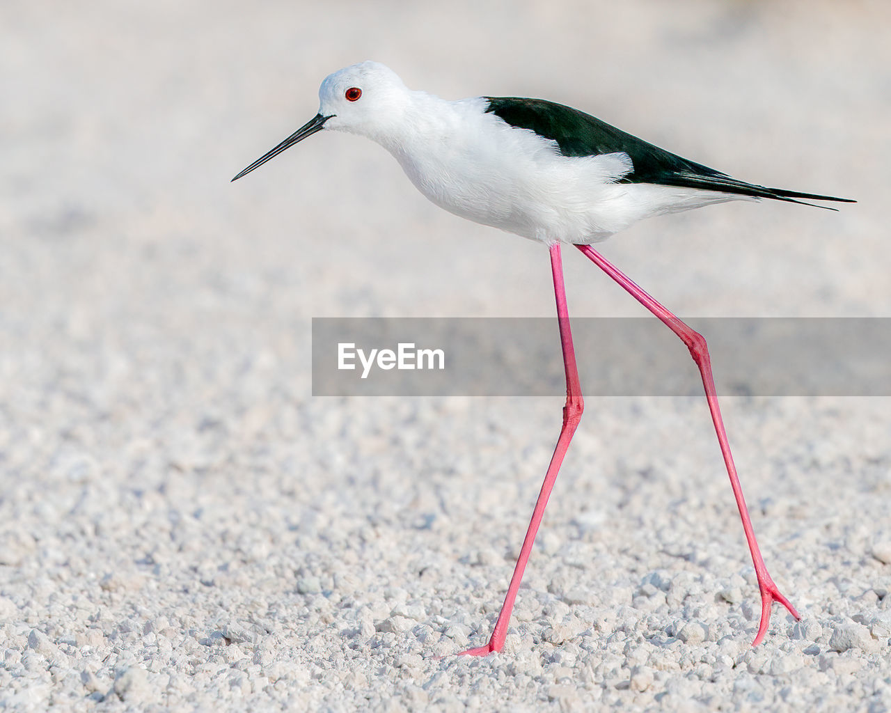 CLOSE-UP OF WHITE BIRD ON SAND