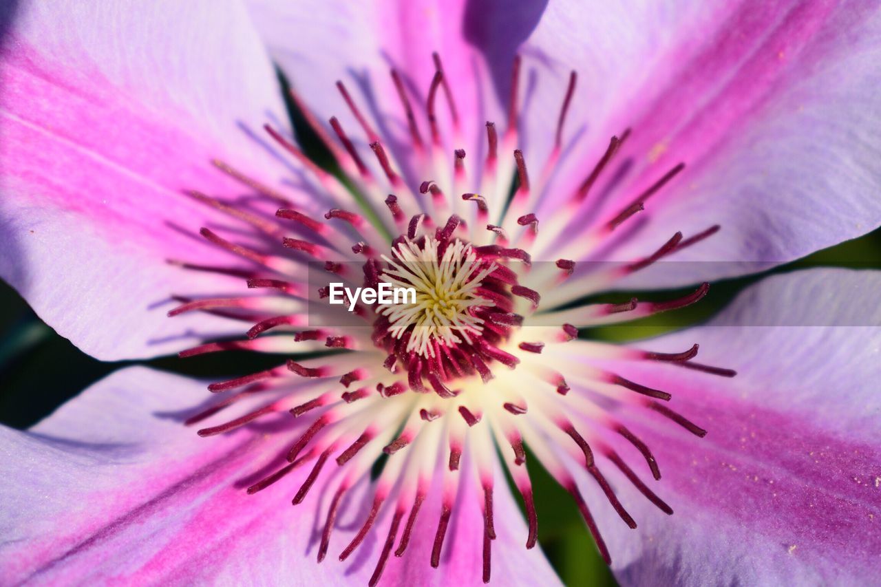 Extreme close up of purple flower