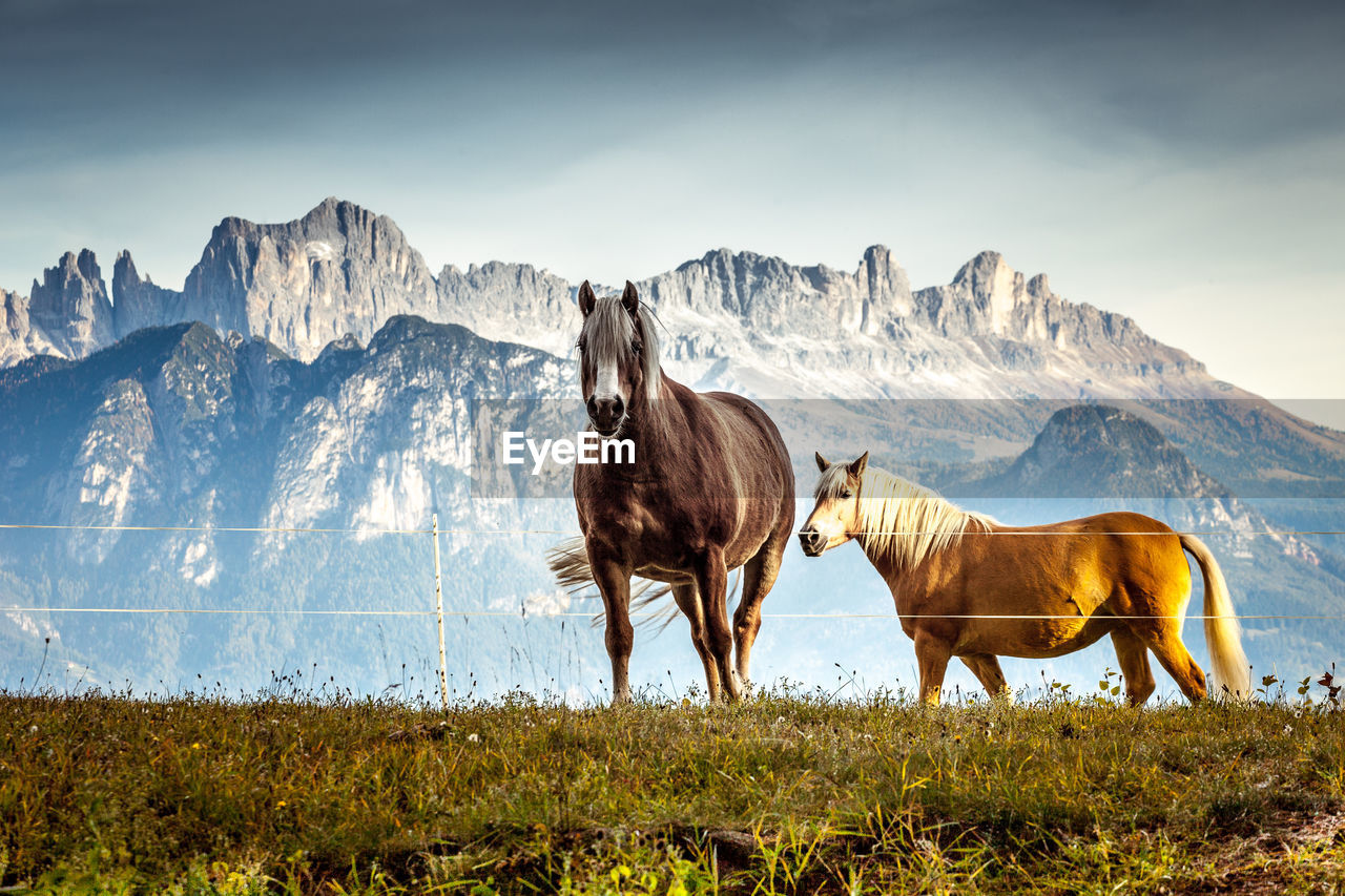 HORSES ON A FIELD OF A HORSE