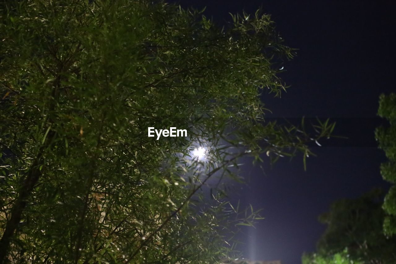 LOW ANGLE VIEW OF TREE AGAINST SKY AT NIGHT