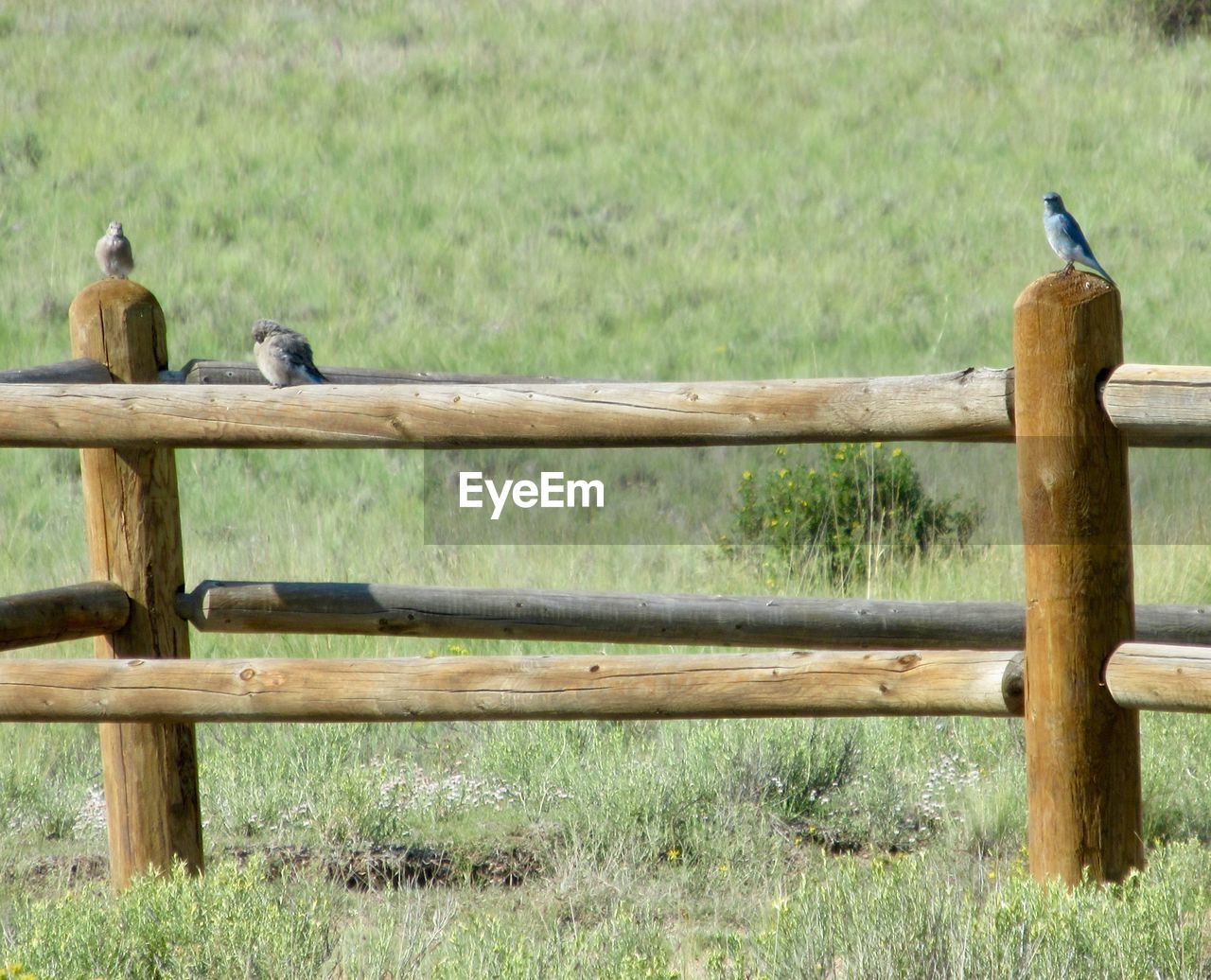 BIRD PERCHING ON A FENCE