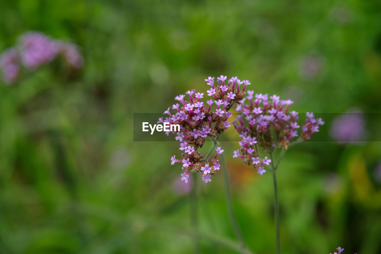 flower, flowering plant, plant, beauty in nature, freshness, nature, close-up, fragility, medicine, macro photography, meadow, purple, summer, focus on foreground, pink, botany, wildflower, food, flower head, food and drink, no people, outdoors, blossom, inflorescence, growth, green, herb, animal wildlife, herbal medicine, alternative medicine, healthcare and medicine, vegetable, petal, multi colored, day, land, selective focus, plant part, grass, springtime, outdoor pursuit, non-urban scene, environment, field, nature reserve, garden, lilac