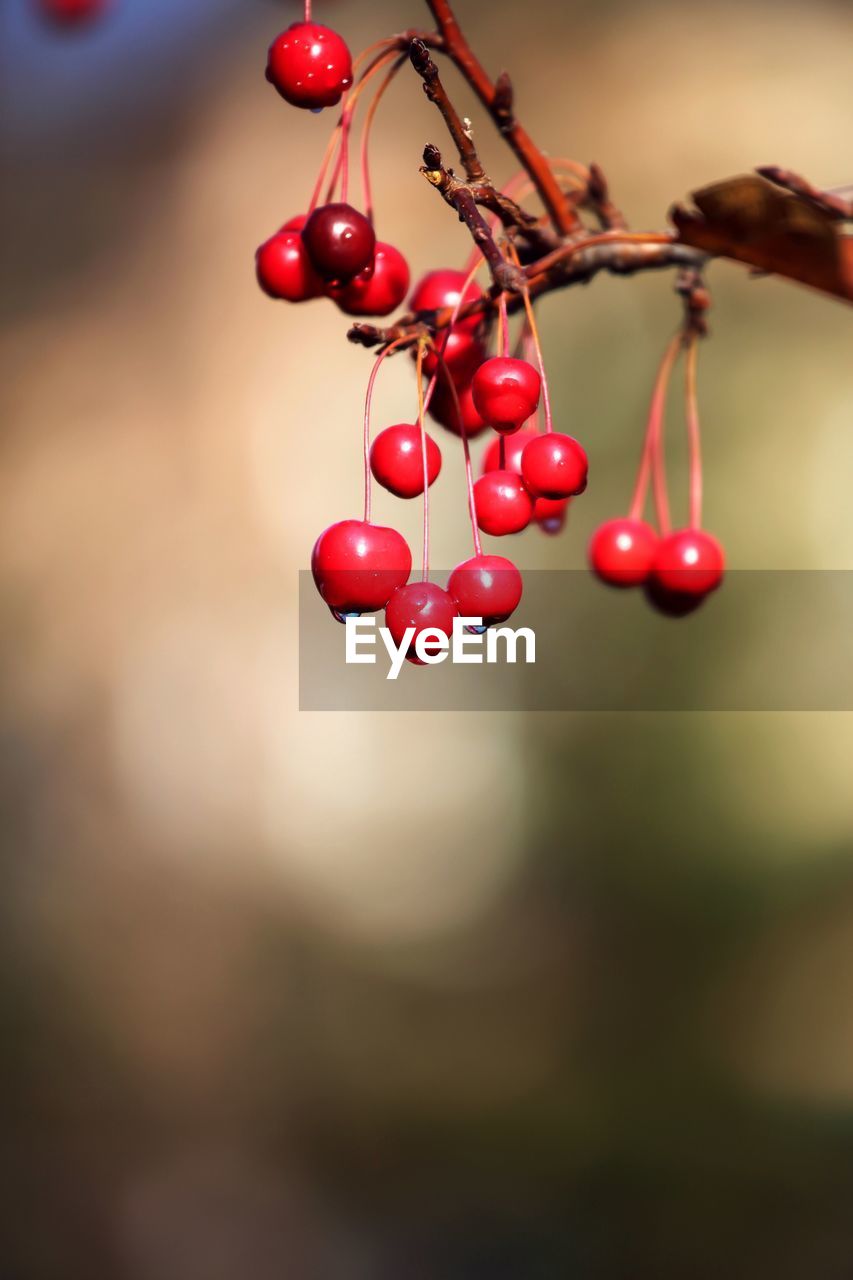 Close-up of red berries growing on tree