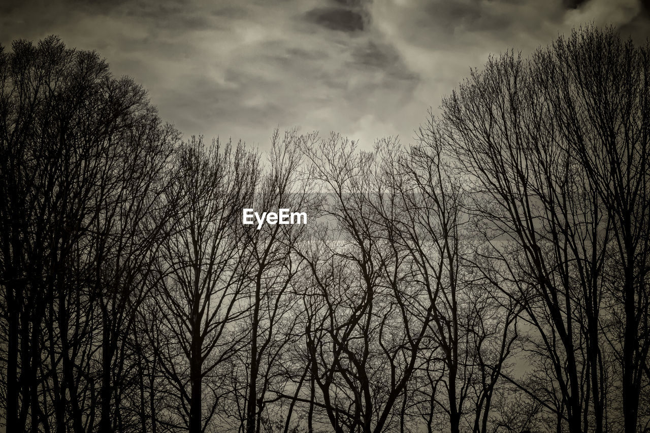 Low angle view of bare trees against sky