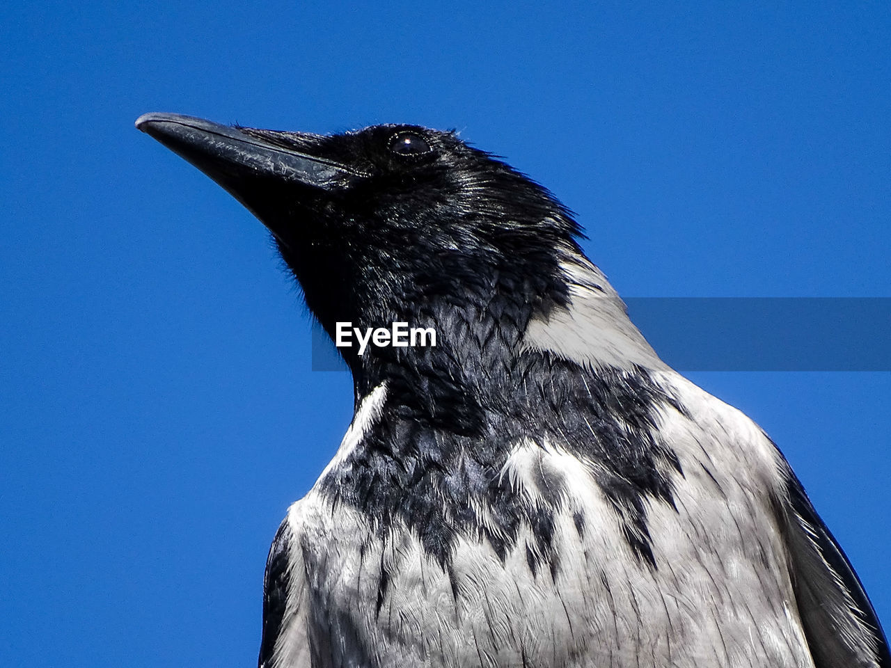 CLOSE-UP OF BIRD