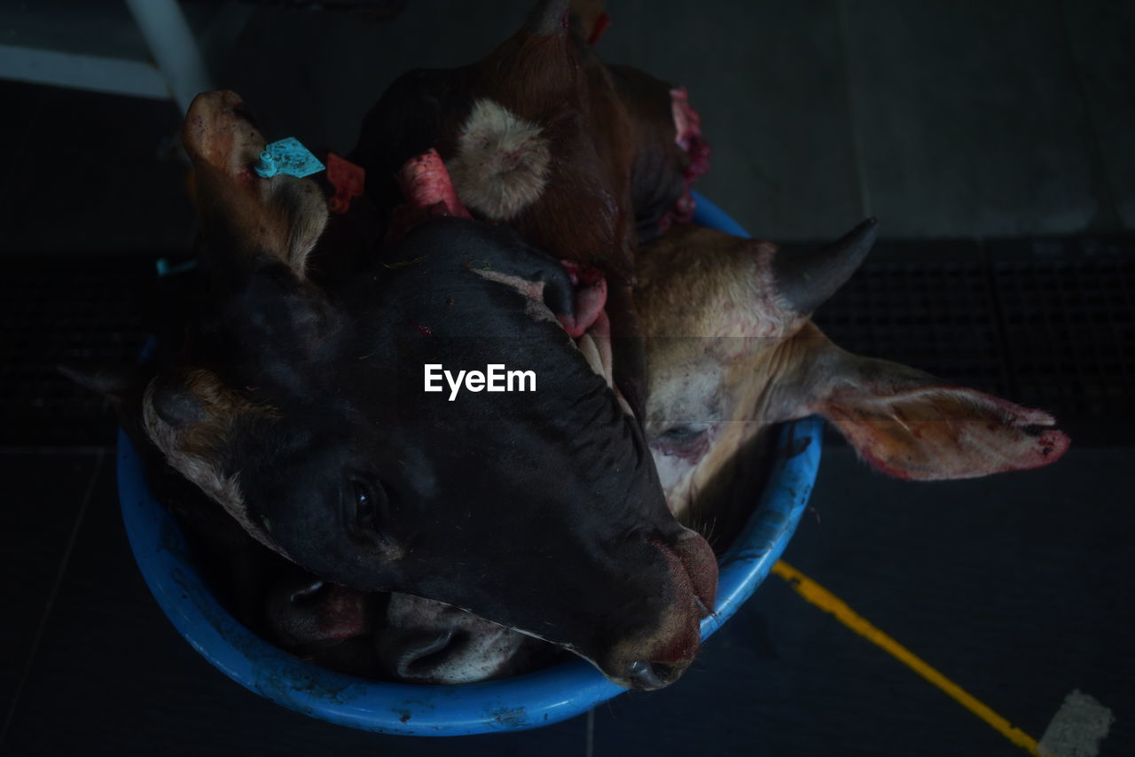 animal, animal themes, dog, mammal, one animal, domestic animals, performance, pet, livestock, animal body part, indoors, no people, animal wildlife