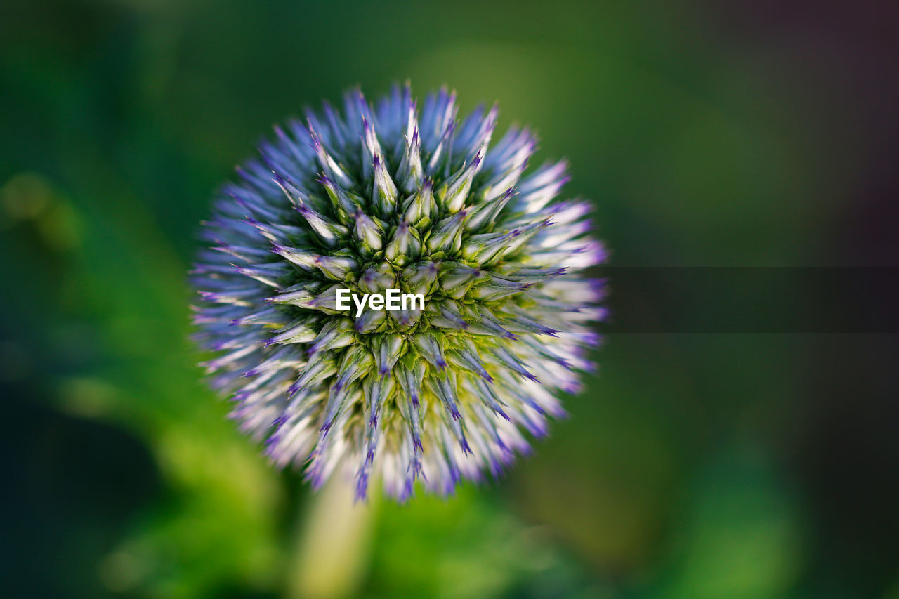 Close-up of purple flowering plant