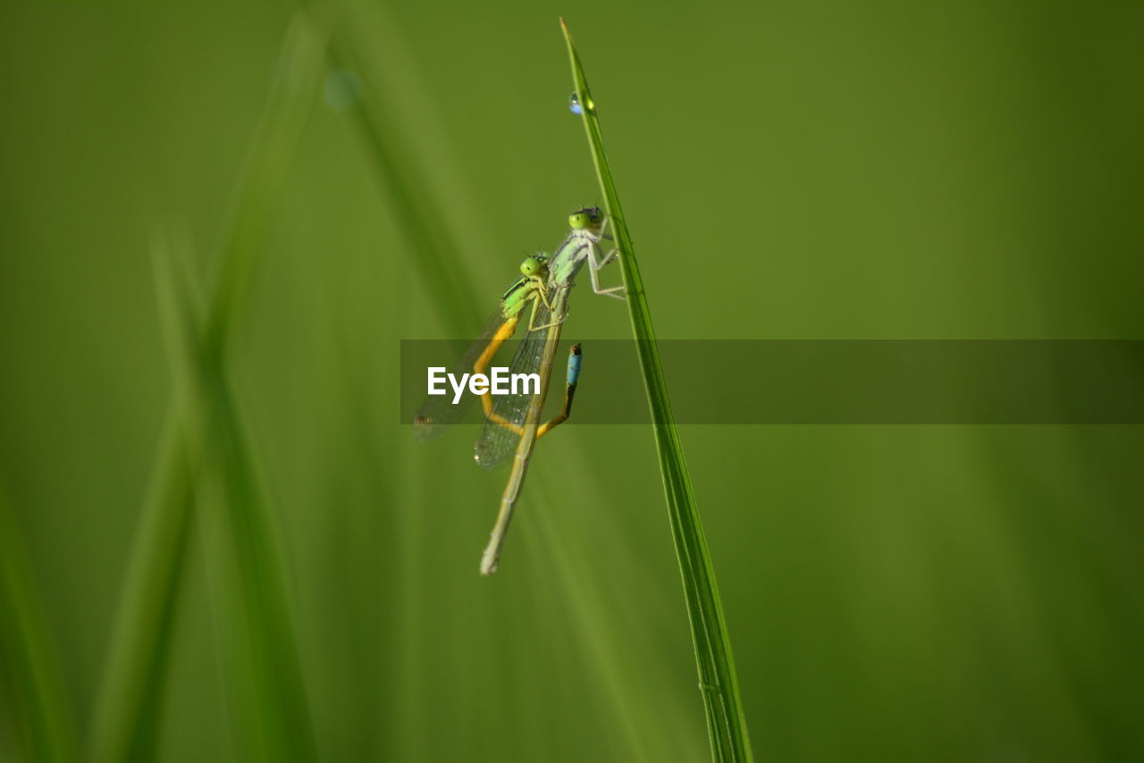 CLOSE-UP OF GRASSHOPPER