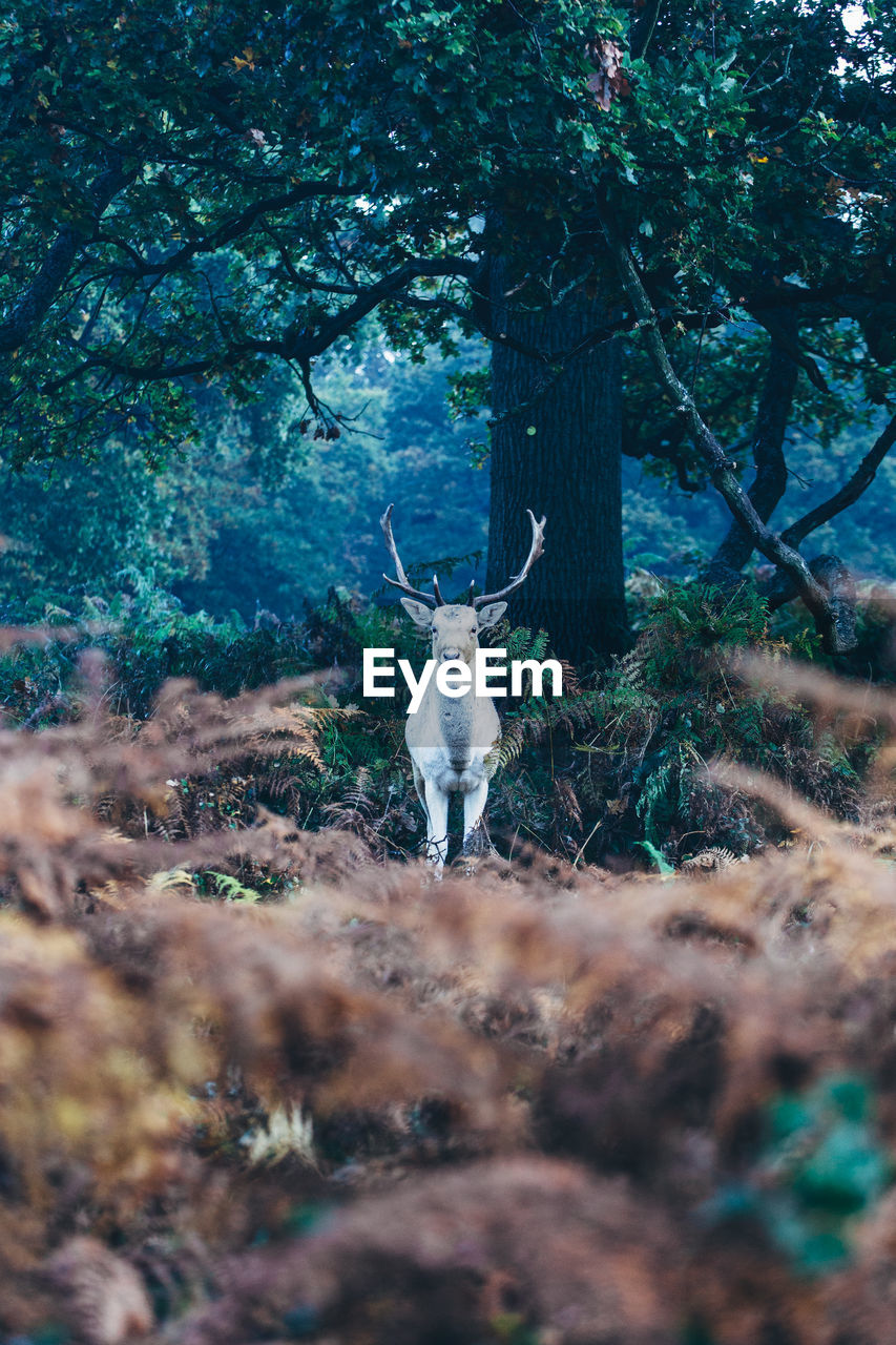 Deer in forest