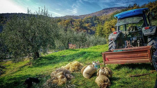 SCENIC VIEW OF RURAL LANDSCAPE