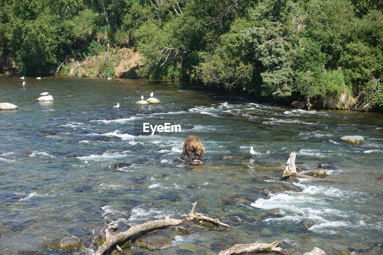 VIEW OF DUCKS IN THE FOREST