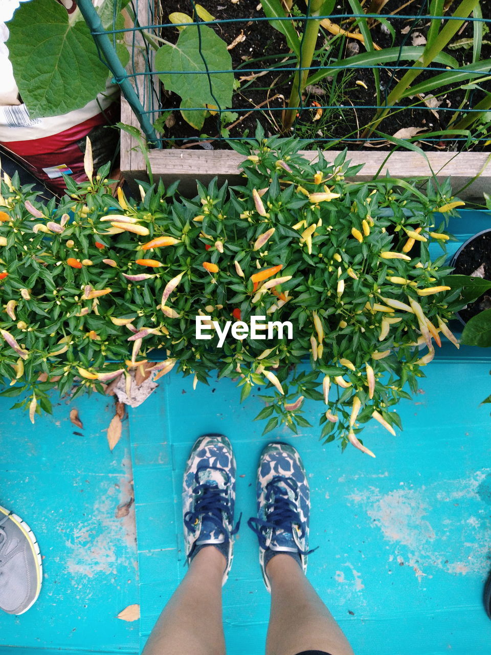 Low section of woman standing by plants on field