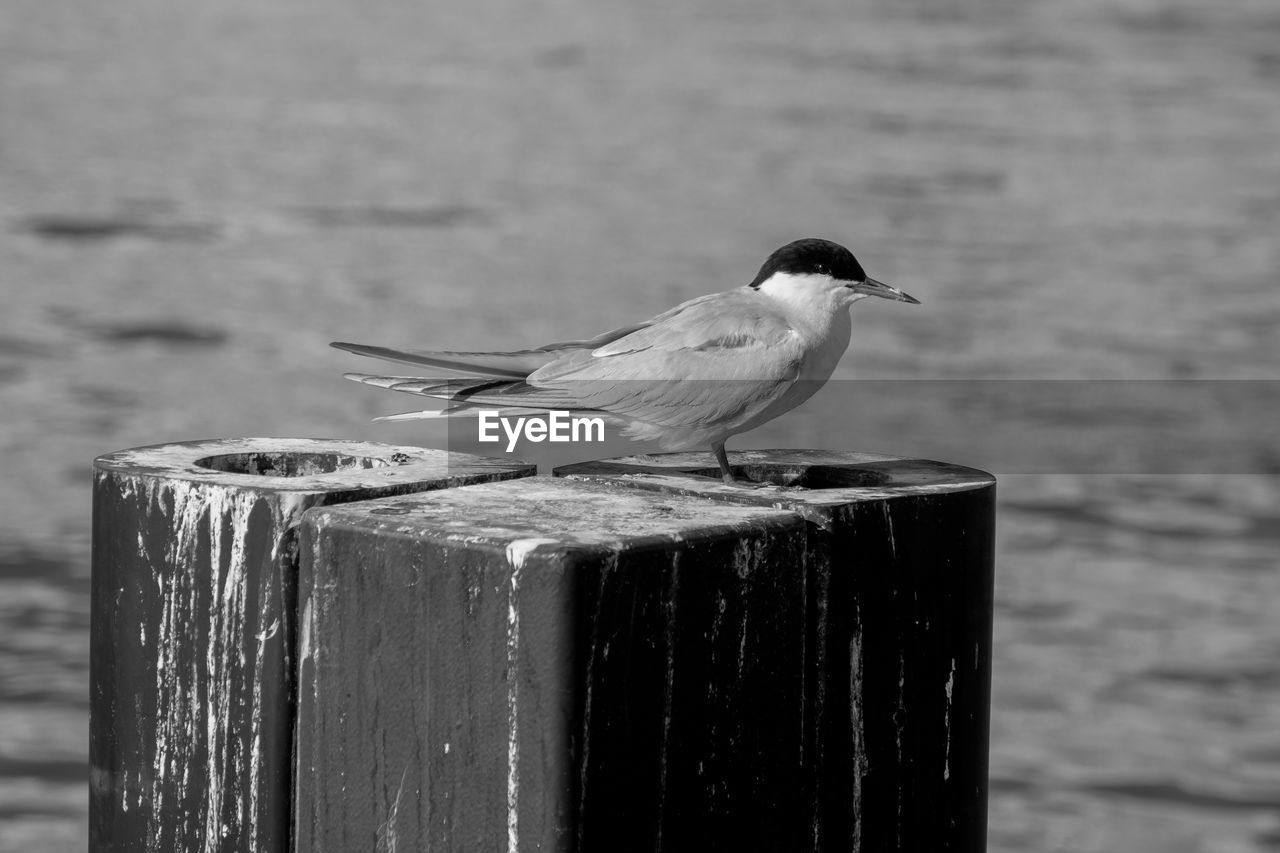animal themes, animal, animal wildlife, bird, wildlife, one animal, black, post, wood, perching, wooden post, monochrome, black and white, focus on foreground, monochrome photography, water, white, no people, day, nature, beak, outdoors, side view