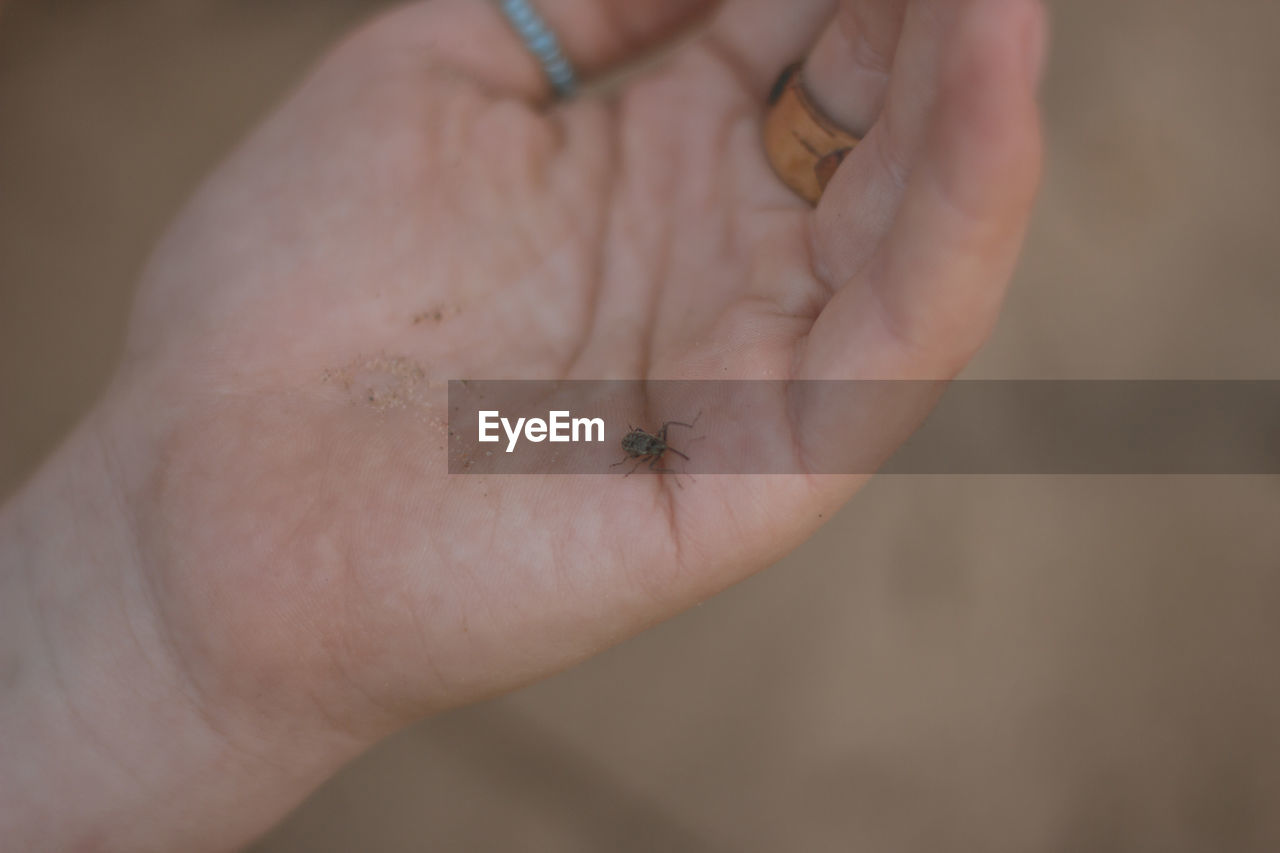 CROPPED IMAGE OF HAND HOLDING SMALL LIZARD