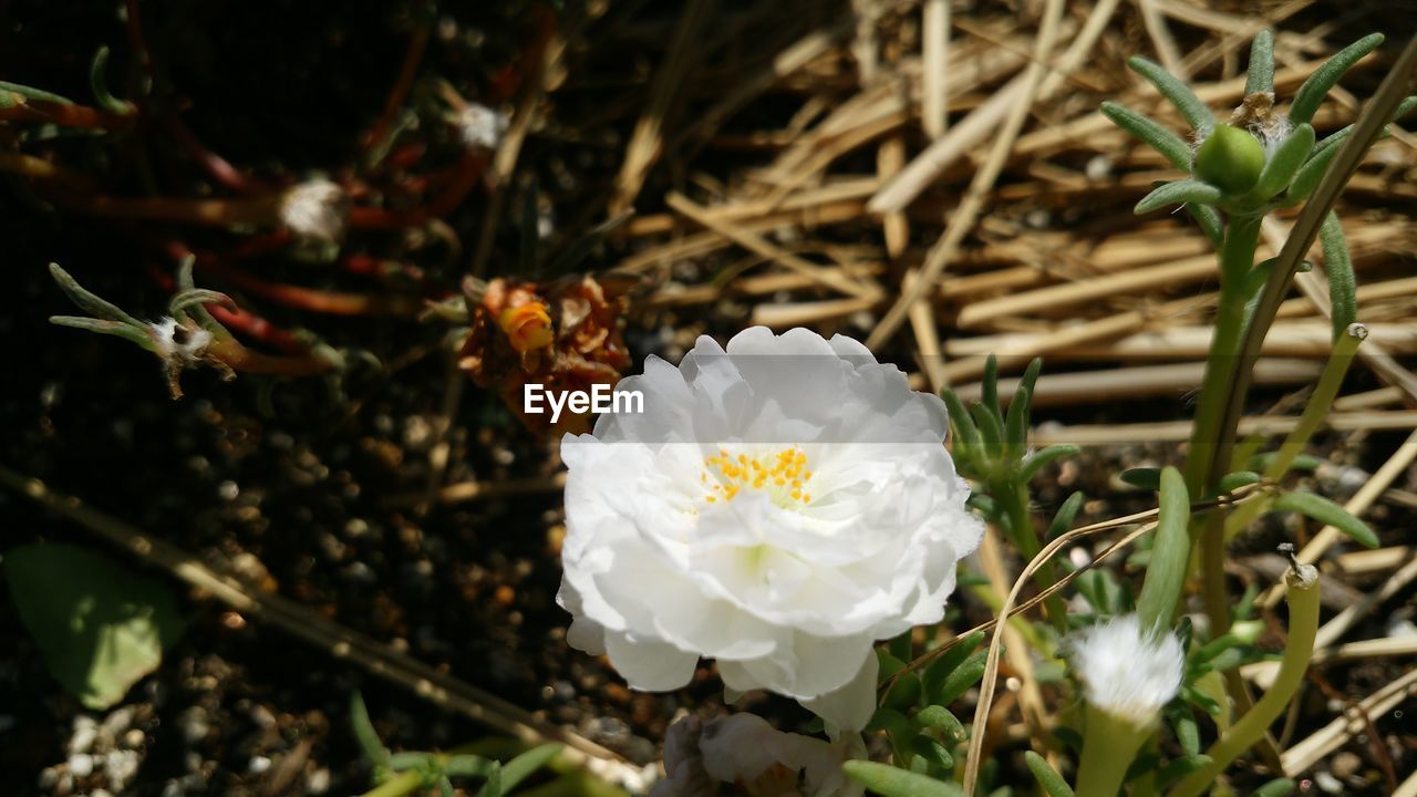 WHITE FLOWERS BLOOMING OUTDOORS