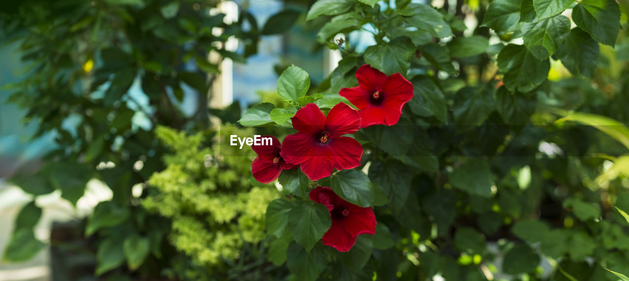 CLOSE-UP OF RED ROSE PLANT