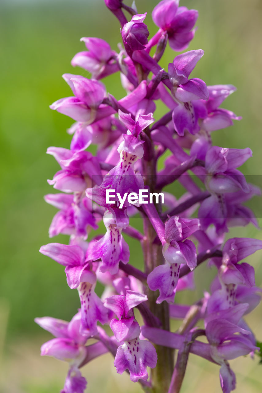 plant, flower, flowering plant, beauty in nature, freshness, fragility, purple, close-up, growth, nature, petal, focus on foreground, pink, inflorescence, blossom, flower head, no people, orchid, springtime, selective focus, day, lilac, outdoors, herb, botany, tree