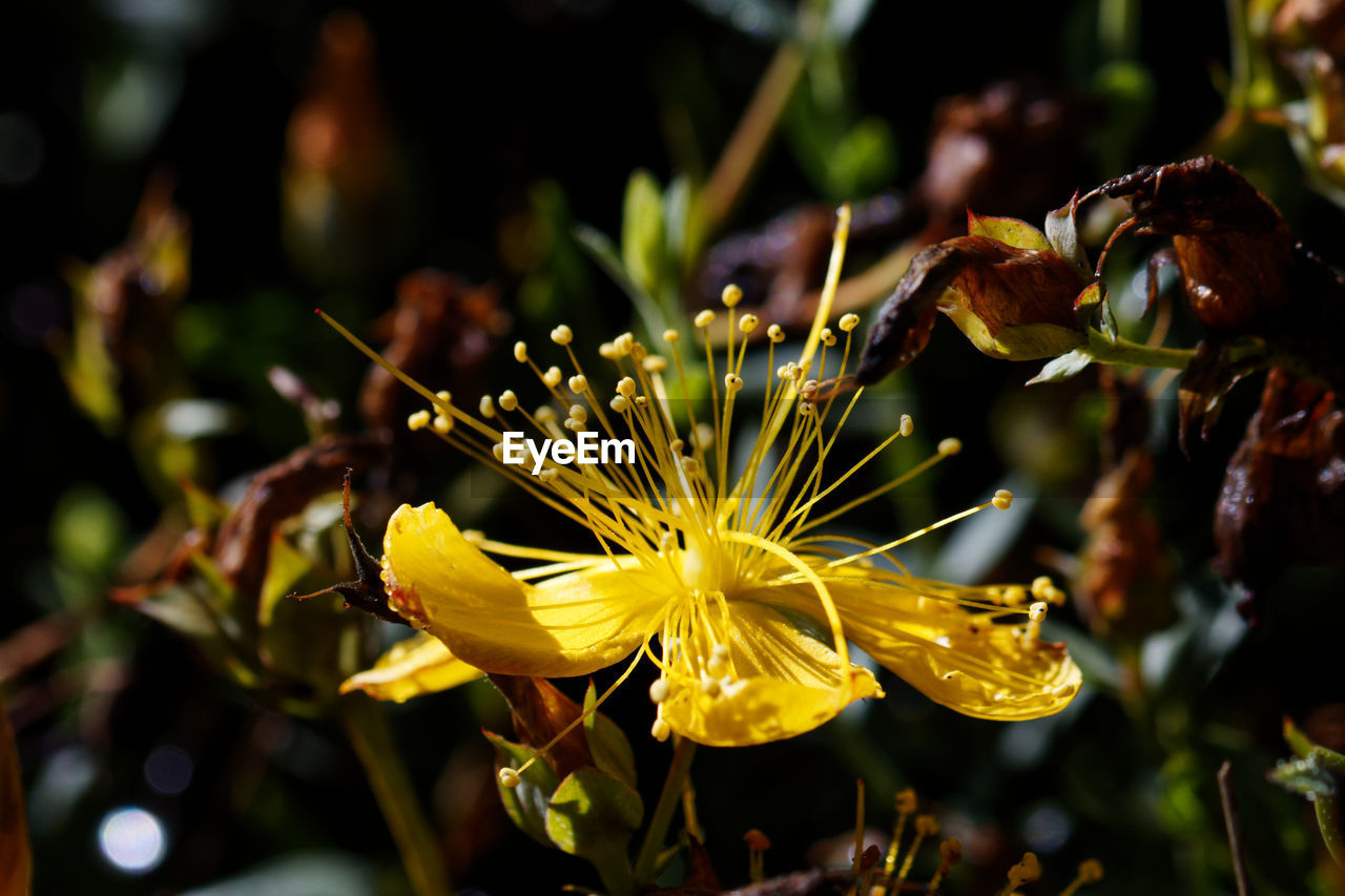 Hypericum  flower