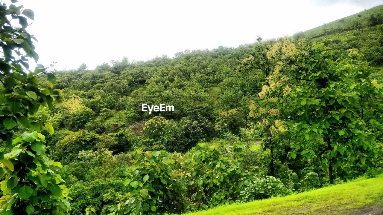 LOW ANGLE VIEW OF LUSH FOLIAGE AGAINST CLEAR SKY