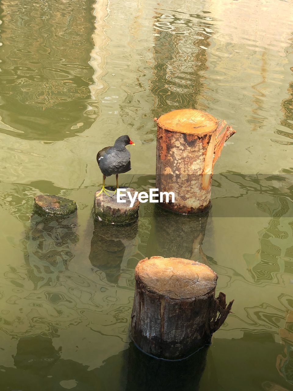 HIGH ANGLE VIEW OF DUCK SWIMMING IN LAKE