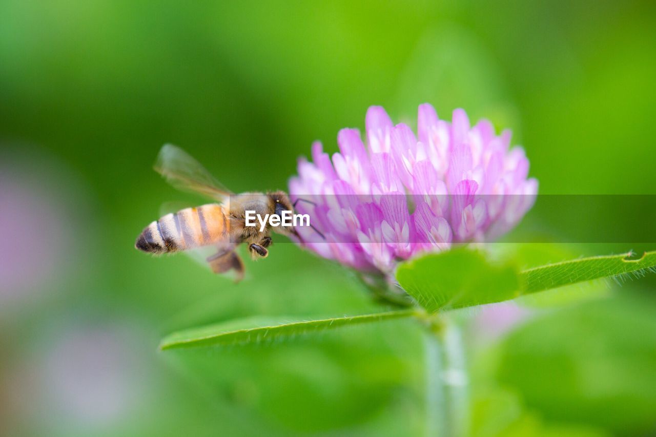 Bee hovering by fresh pink flower in garden