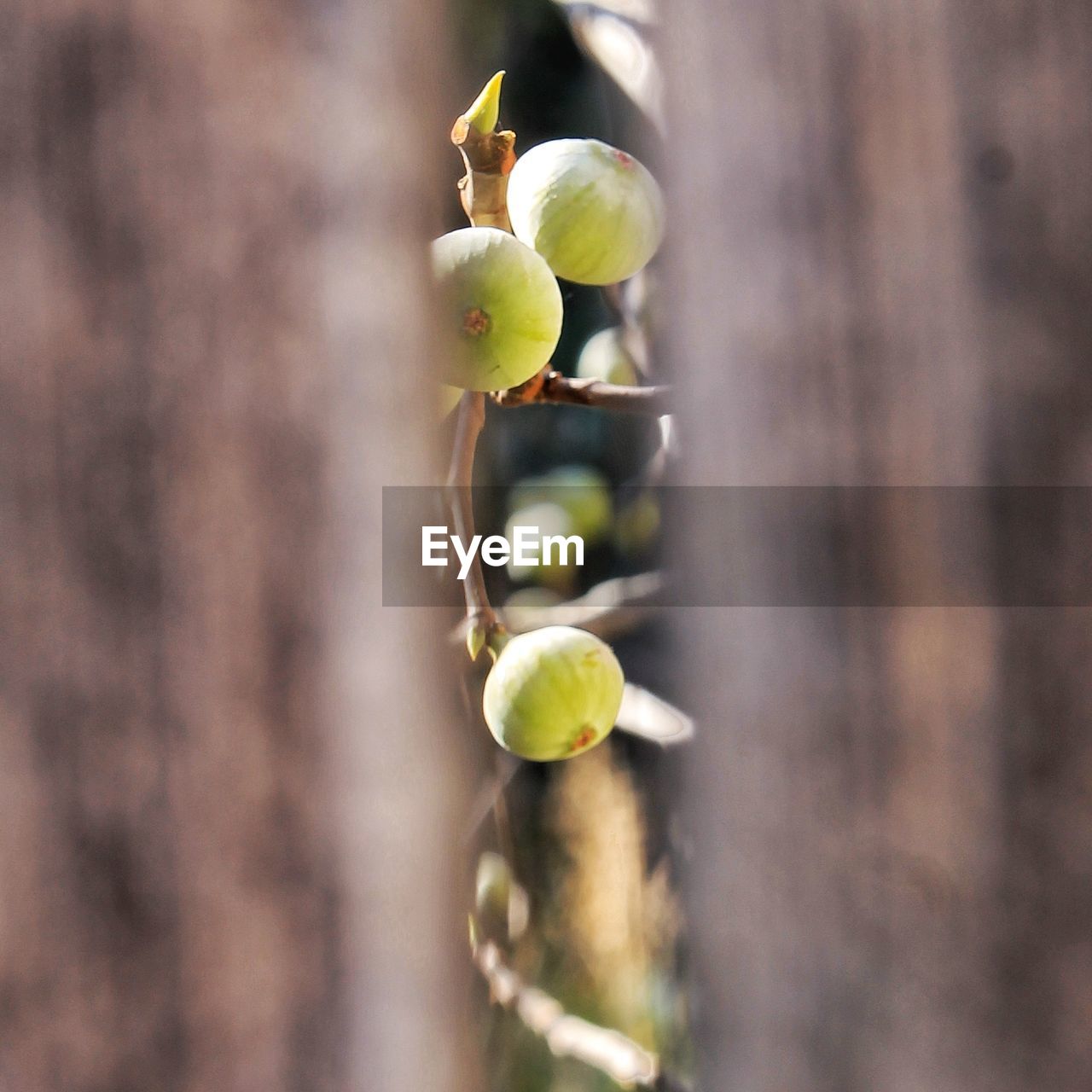 CLOSE-UP OF FRUIT GROWING IN PLANT