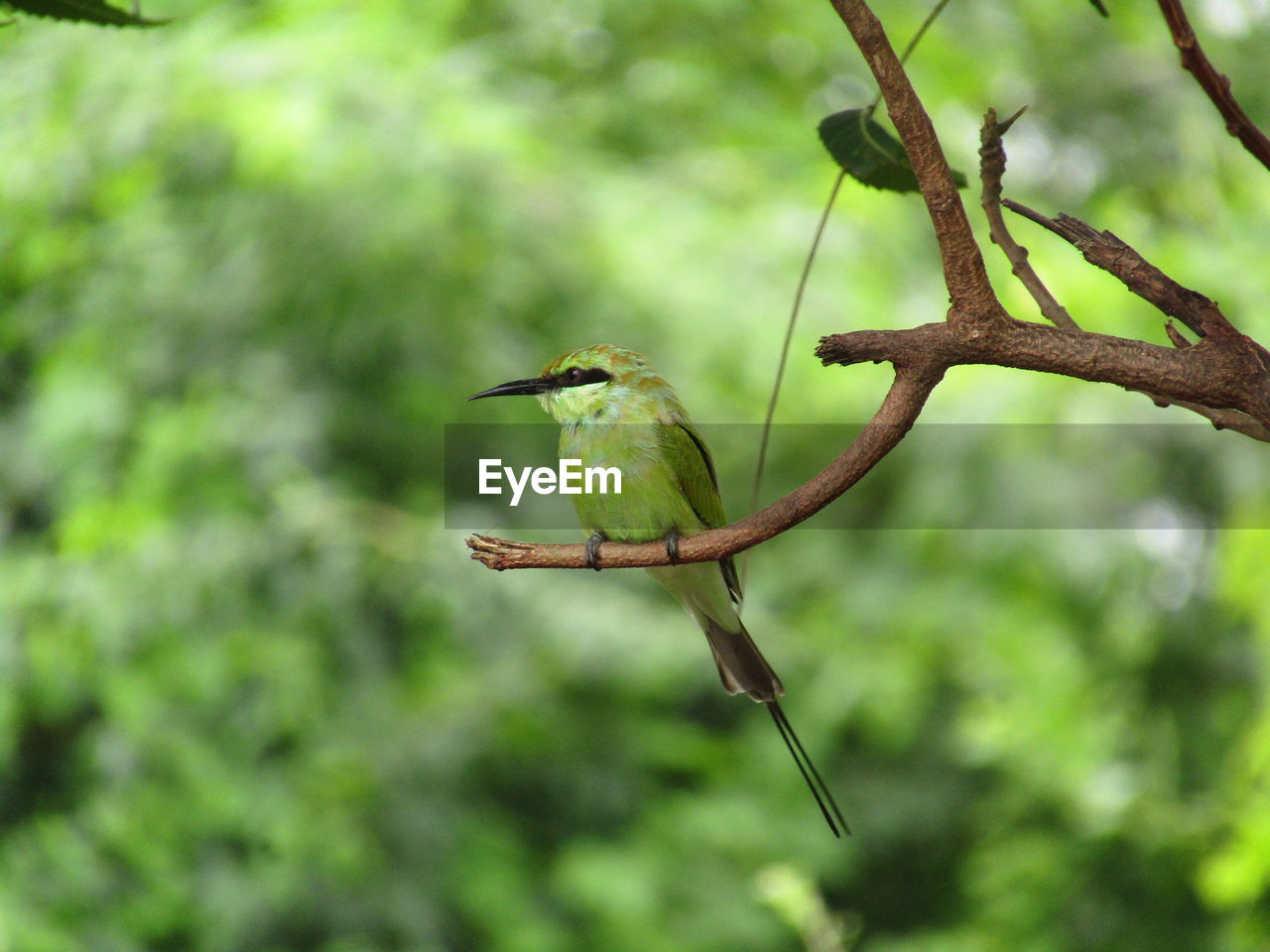 Close-up of bird perching on branch