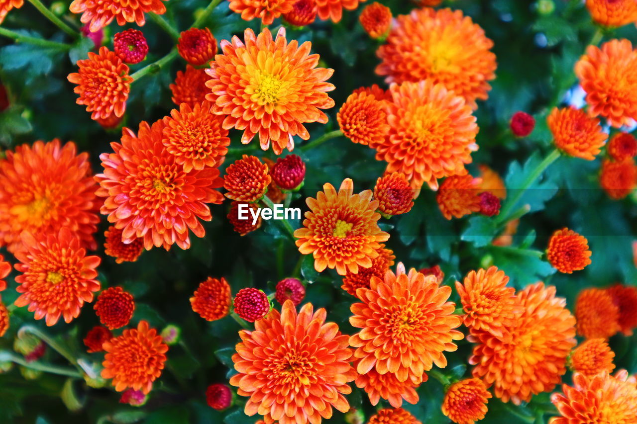 Close-up of red flowering plants