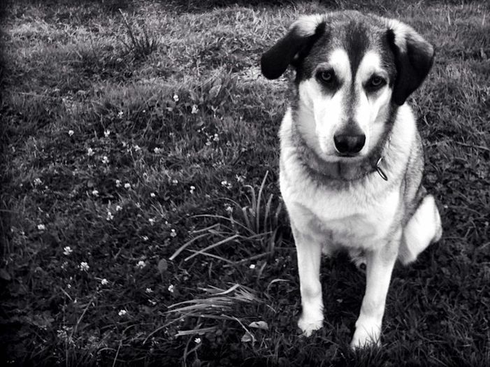 PORTRAIT OF DOG STANDING ON GRASSY FIELD