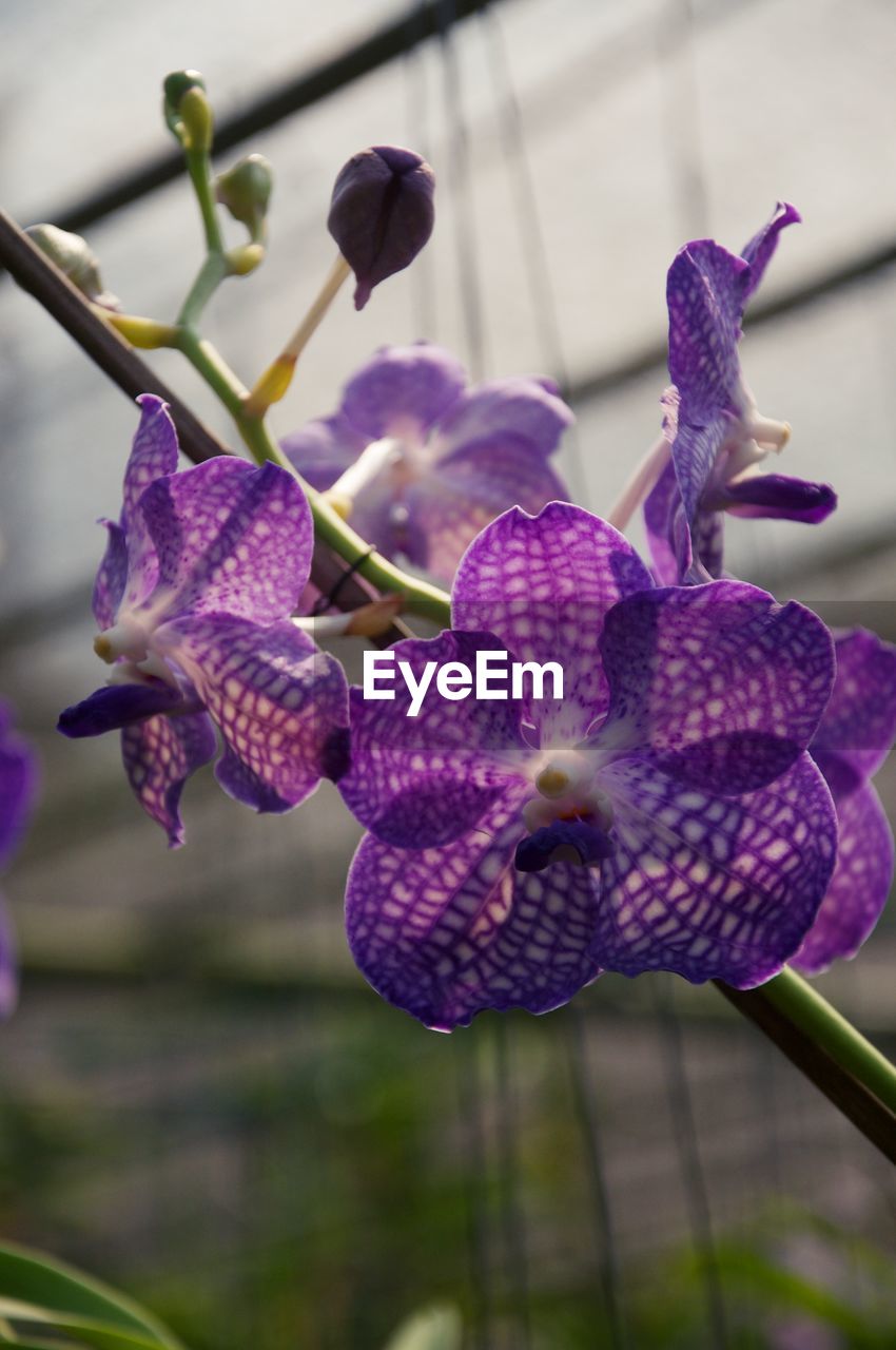 flower, plant, purple, flowering plant, freshness, beauty in nature, growth, close-up, nature, focus on foreground, orchid, fragility, inflorescence, flower head, petal, no people, macro photography, blossom, botany, outdoors, day, springtime, iris